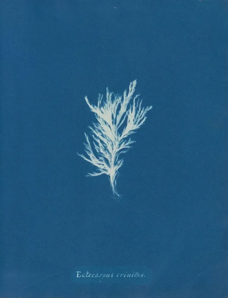 Gemälde Ectocarpus crinitus - Anna Atkins | Kunstdruck