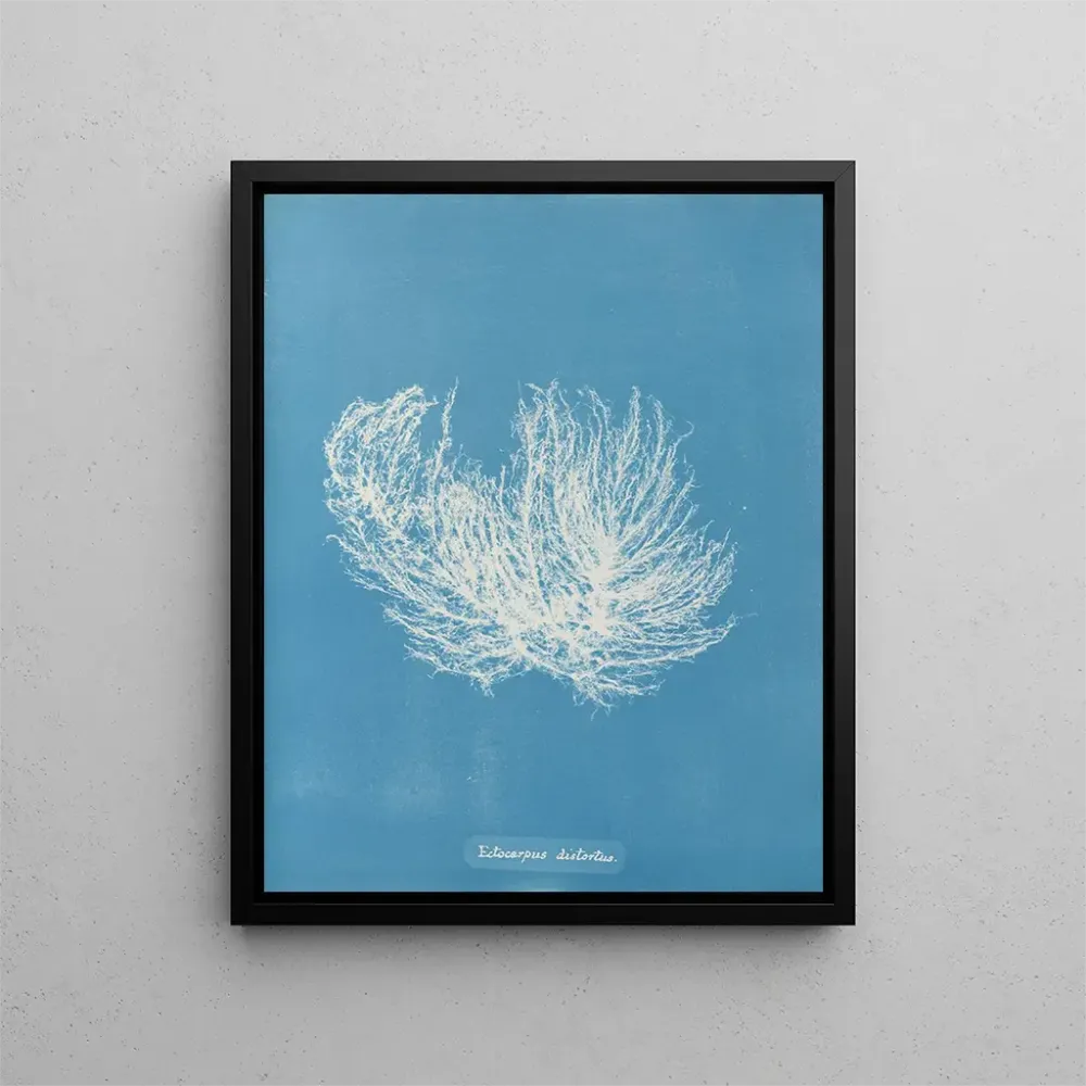 Gemälde Ectocarpus distortionus - Anna Atkins | Kunstdruck