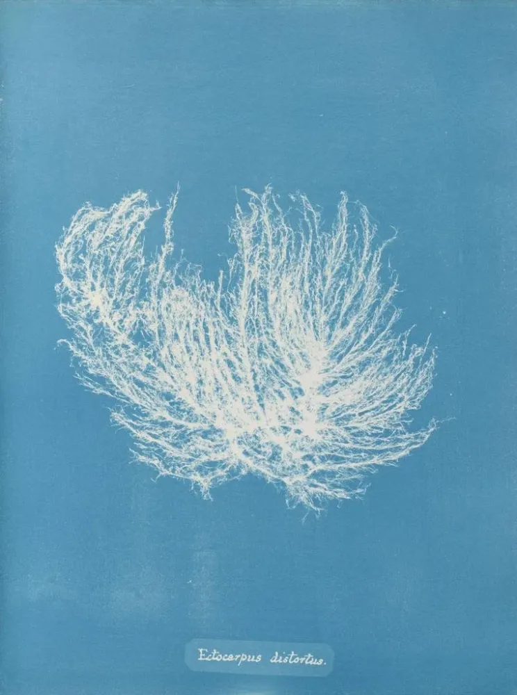 Gemälde Ectocarpus distortionus - Anna Atkins | Kunstdruck