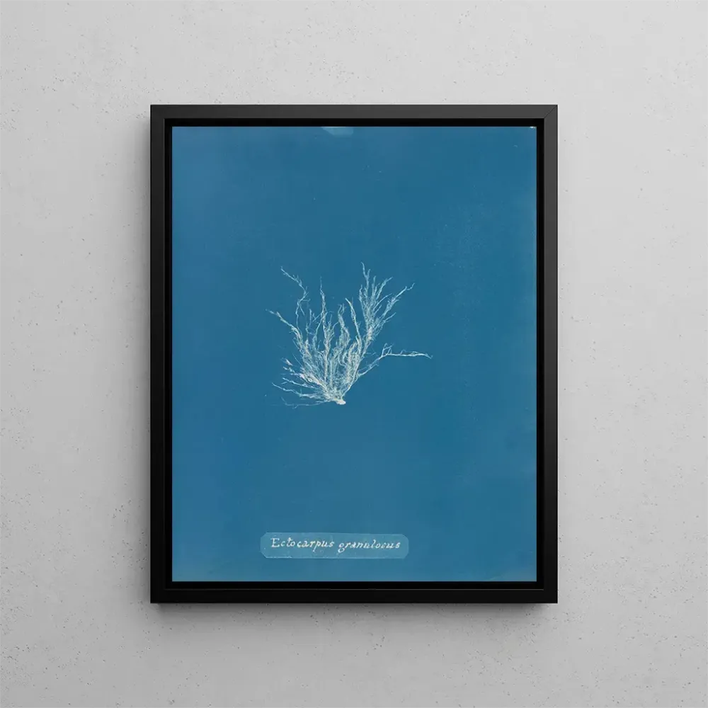 Gemälde Ectocarpus granulosus - Anna Atkins | Kunstdruck
