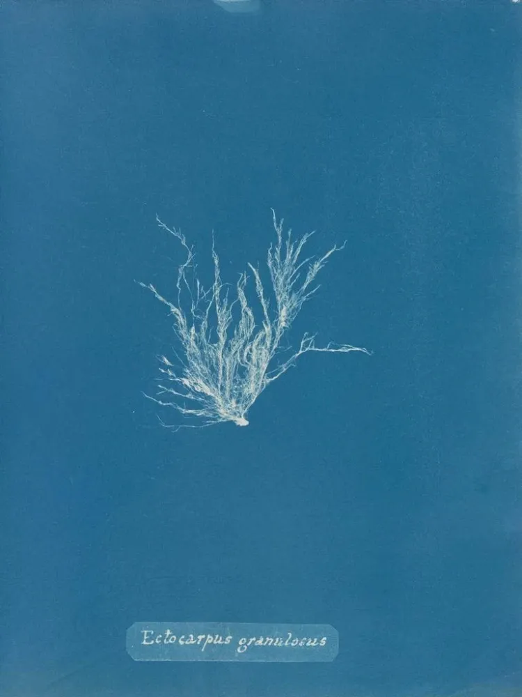 Gemälde Ectocarpus granulosus - Anna Atkins | Kunstdruck