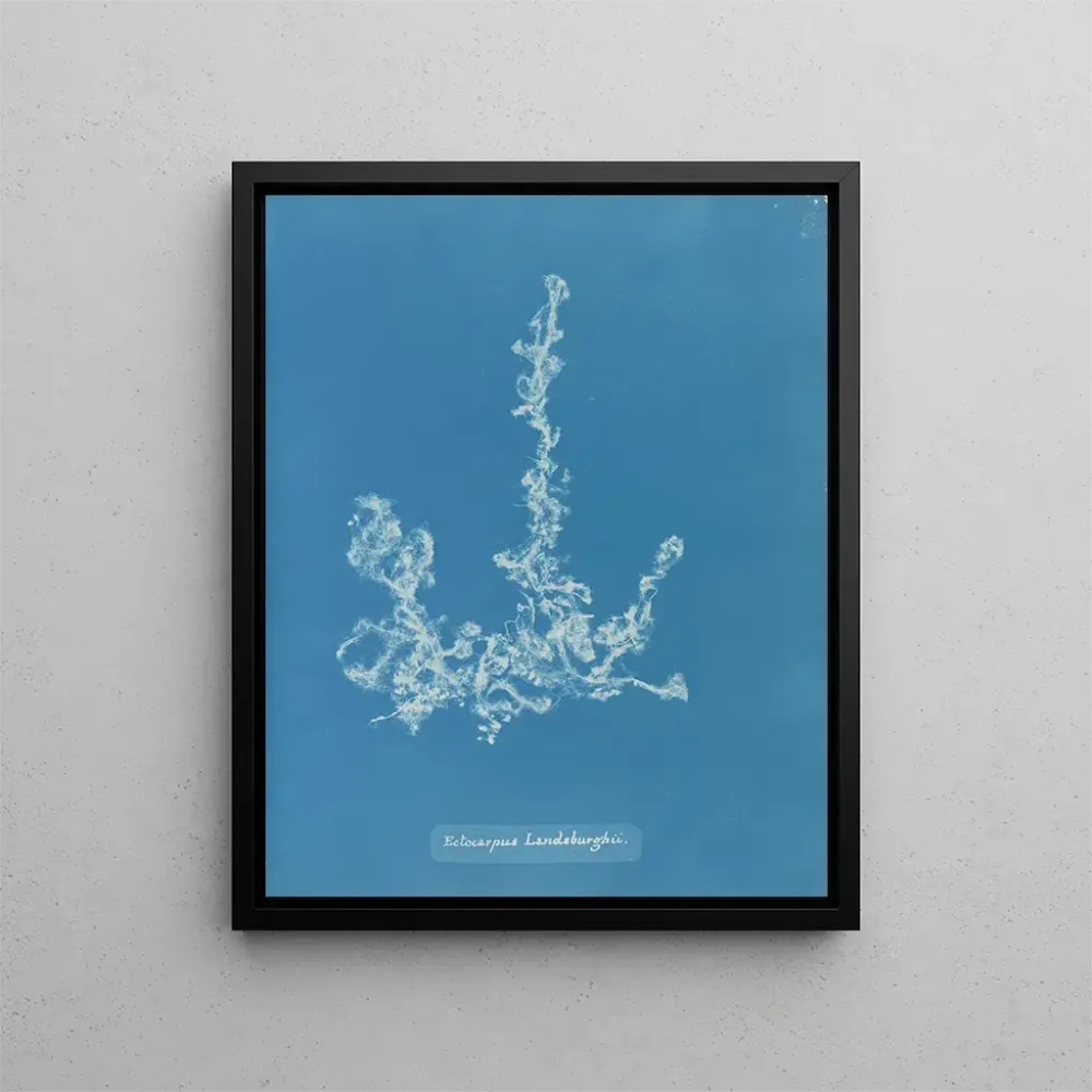 Gemälde Ectocarpus landsburghii - Anna Atkins | Kunstdruck