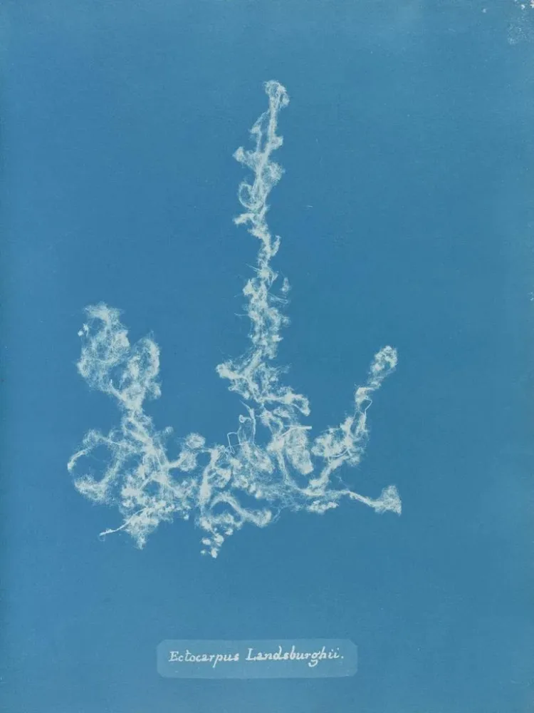Gemälde Ectocarpus landsburghii - Anna Atkins | Kunstdruck