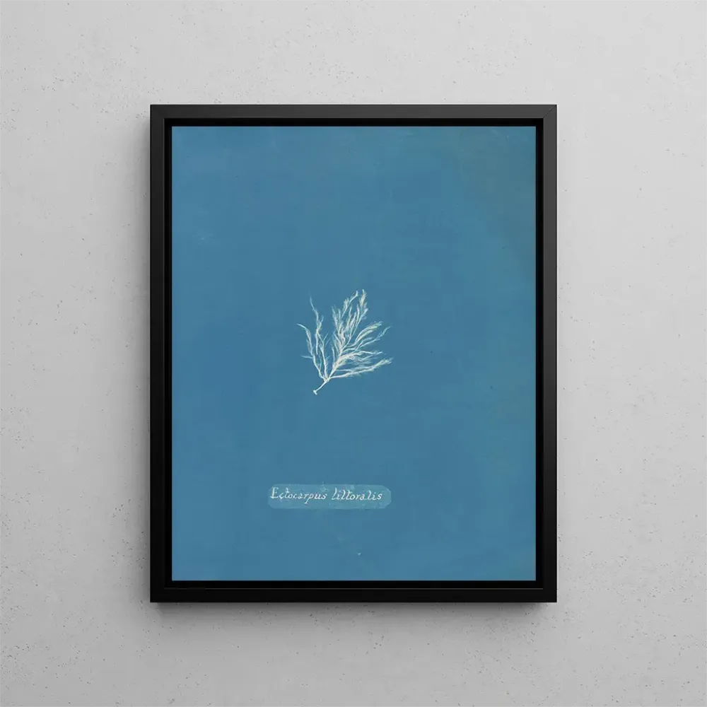 Gemälde Ectocarpus littoralis - Anna Atkins | Kunstdruck