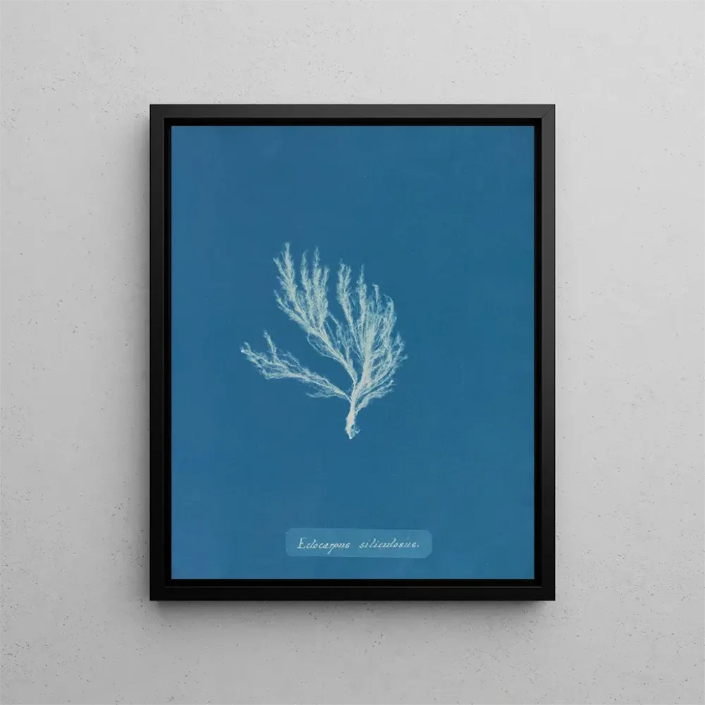 Gemälde Ectocarpus siliculosus - Anna Atkins | Kunstdruck