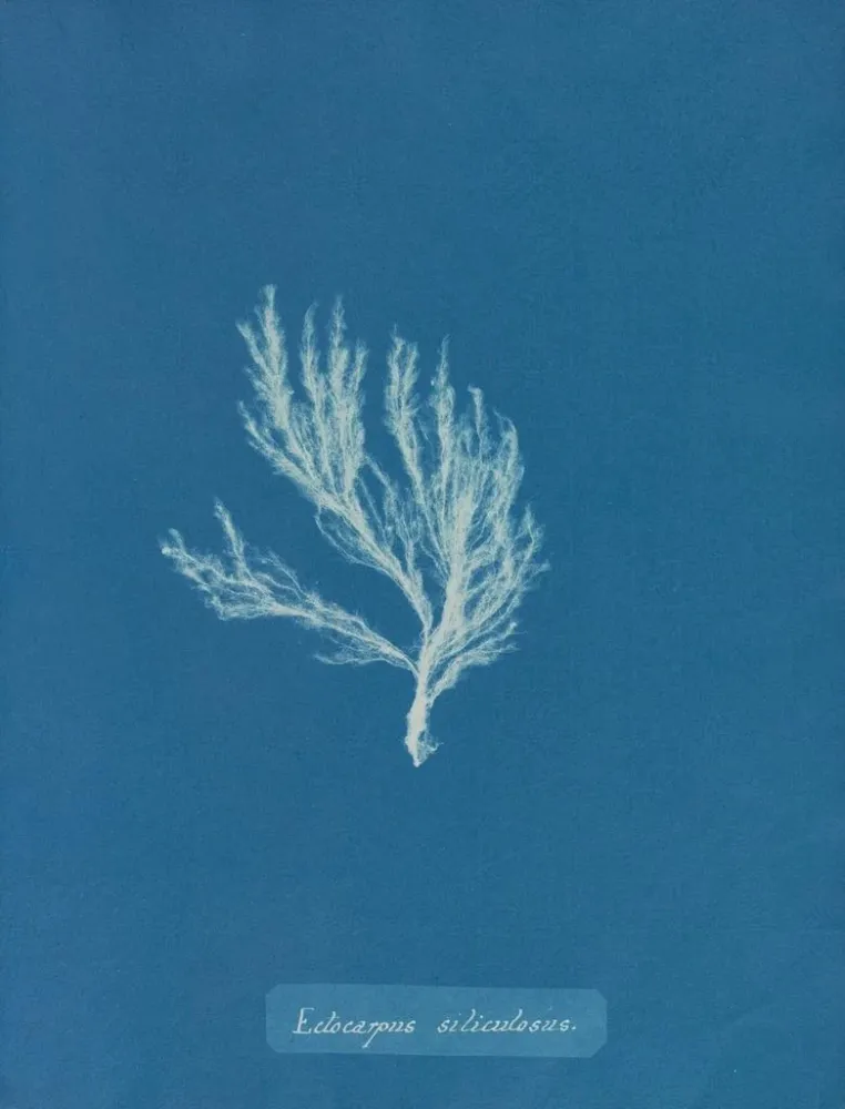Gemälde Ectocarpus siliculosus - Anna Atkins | Kunstdruck