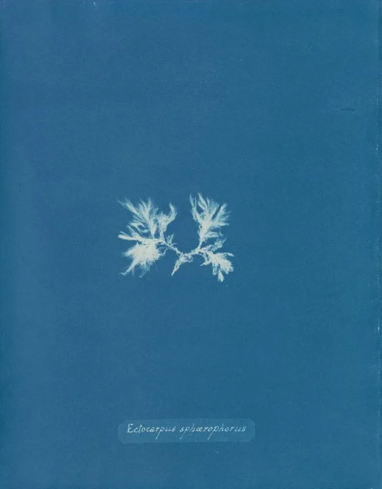 Gemälde Ectocarpus sphaerophorus - Anna Atkins | Kunstdruck