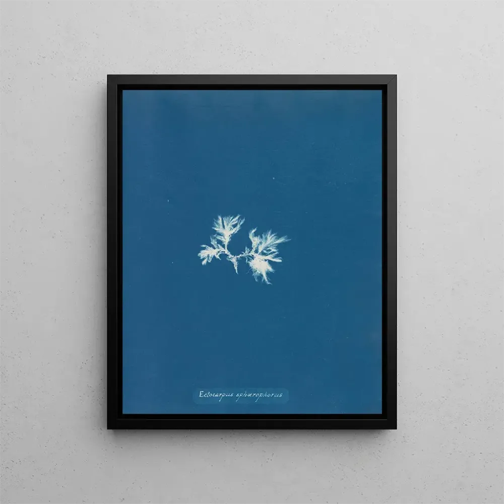 Gemälde Ectocarpus sphaerophorus - Anna Atkins | Kunstdruck