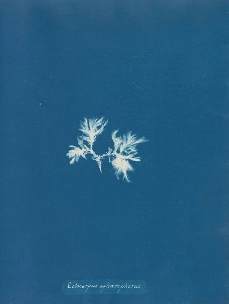 Gemälde Ectocarpus sphaerophorus - Anna Atkins | Kunstdruck