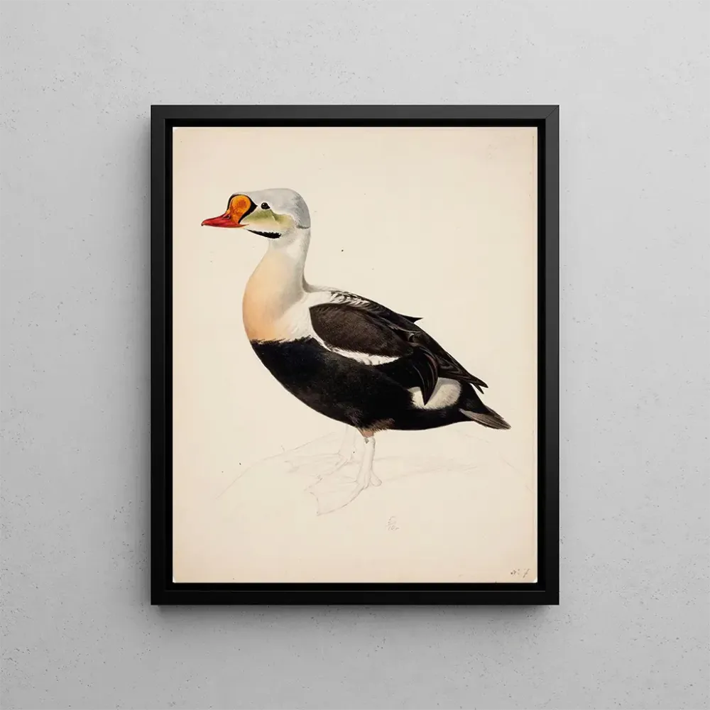 Gemälde Eider à tête grise (inachevé) - Magnus von Wright | Kunstdruck