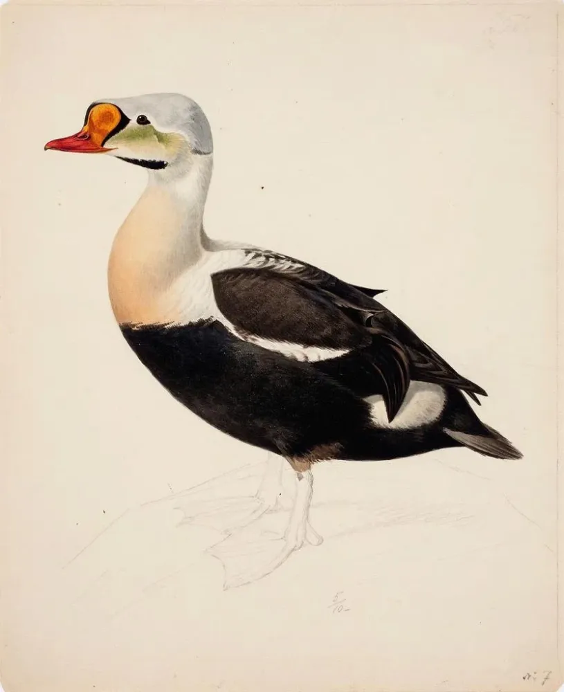 Gemälde Eider à tête grise (inachevé) - Magnus von Wright | Kunstdruck