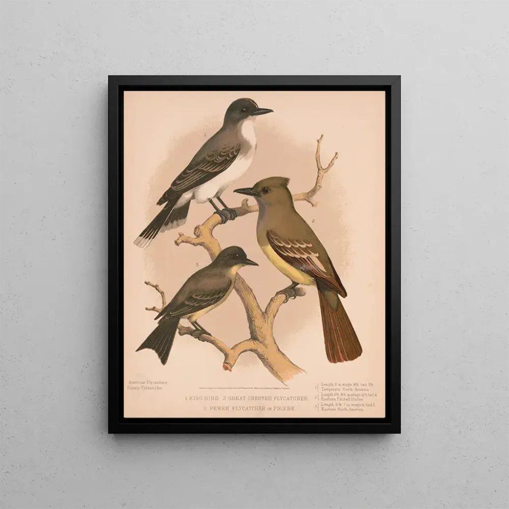 Gemälde Ein Königsvogel, ein Moucherolle à crête, ein Moucherolle pewee oder phbe - Louis Prang Co | Kunstdruck