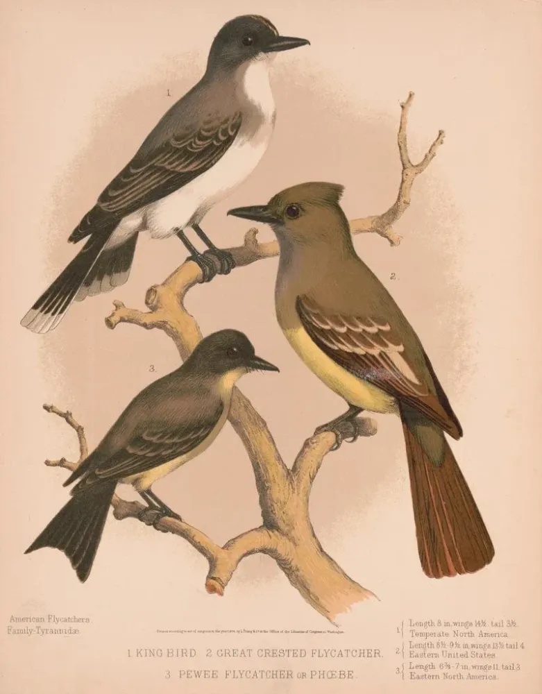 Gemälde Ein Königsvogel, ein Moucherolle à crête, ein Moucherolle pewee oder phbe - Louis Prang Co | Kunstdruck