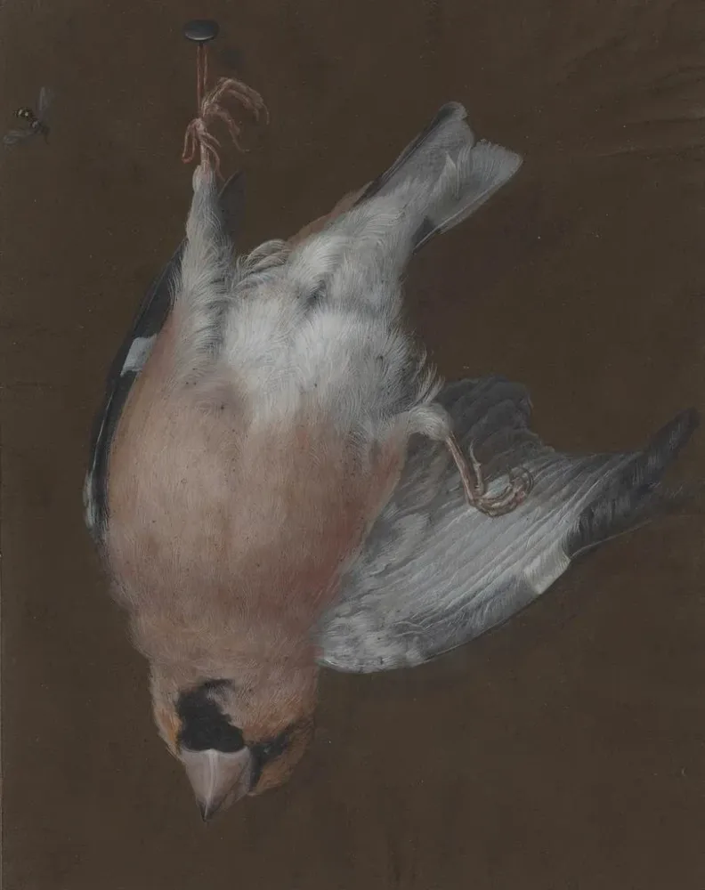 Gemälde Ein Rotkehlchen mit rosa Brust, einem Nagel aufgehängt - Barbara Regina Dietzsch | Kunstdruck