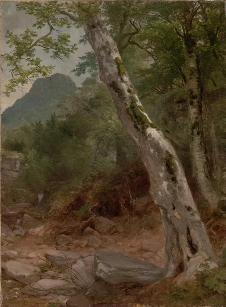 Gemälde Ein Sycomore Plaaterkill Clove Le sycomore Kaaterskill Clove - Asher Brown Durand