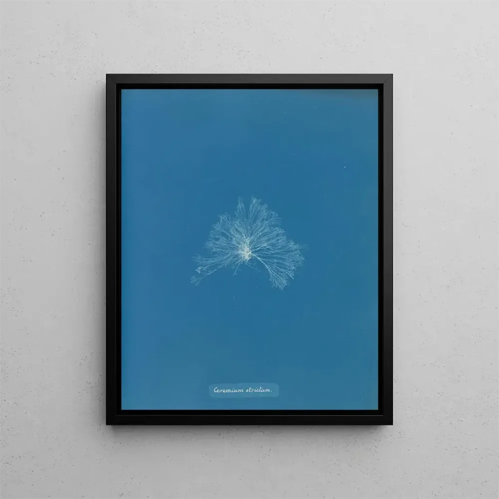 Gemälde Eine wasserdichte Keramik - Anna Atkins | Kunstdruck