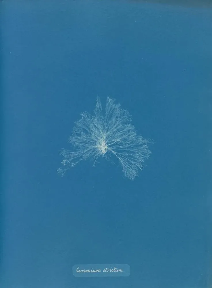 Gemälde Eine wasserdichte Keramik - Anna Atkins | Kunstdruck
