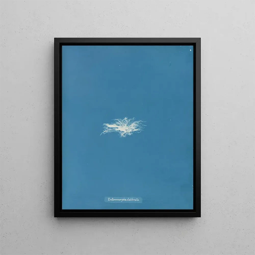 Gemälde Enteromorpha clathrata - Anna Atkins | Kunstdruck