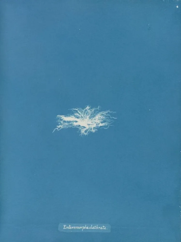Gemälde Enteromorpha clathrata - Anna Atkins | Kunstdruck