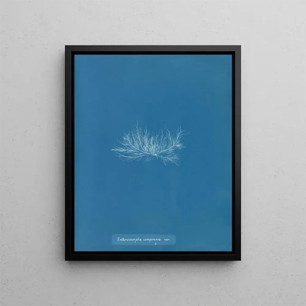 Gemälde Enteromorpha compressa var. - Anna Atkins | Kunstdruck