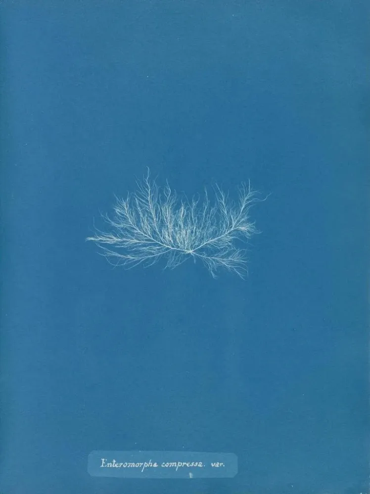 Gemälde Enteromorpha compressa var. - Anna Atkins | Kunstdruck