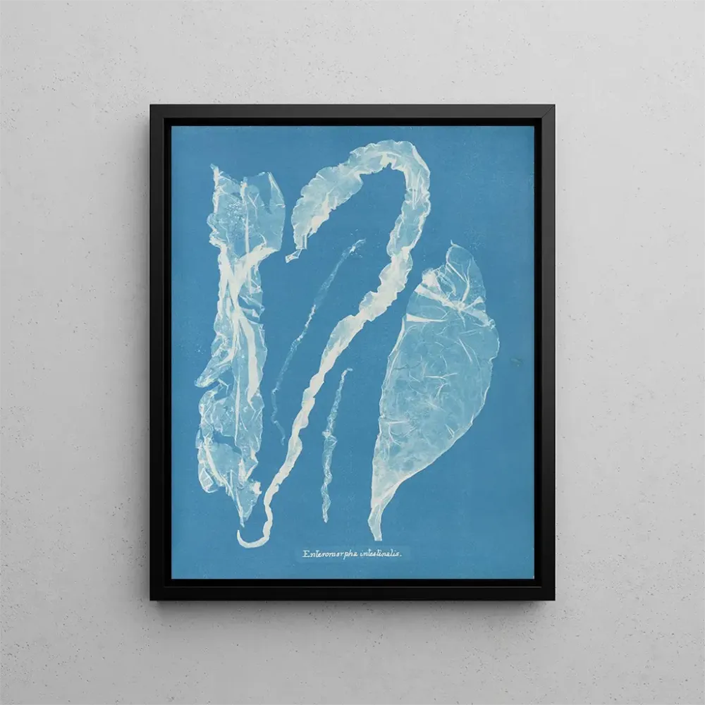 Gemälde Enteromorpha intestinalis - Anna Atkins | Kunstdruck
