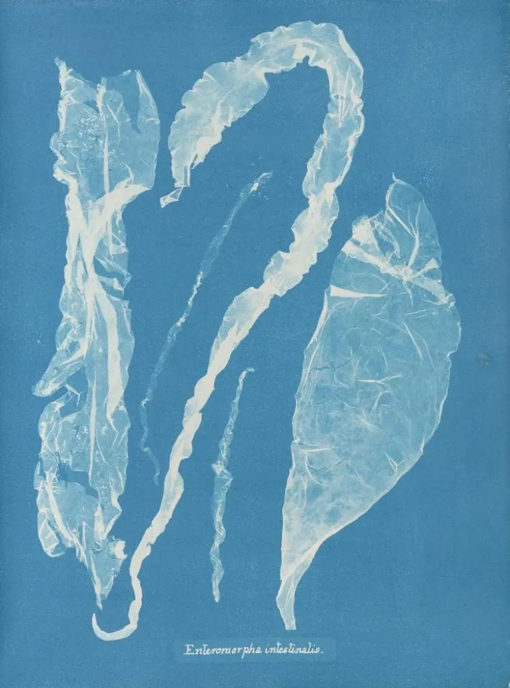 Gemälde Enteromorpha intestinalis - Anna Atkins | Kunstdruck