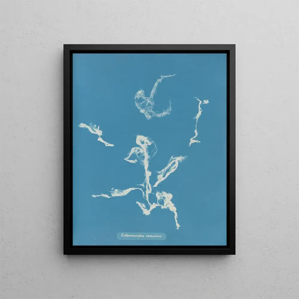 Gemälde Enteromorpha ramulosa - Anna Atkins | Kunstdruck