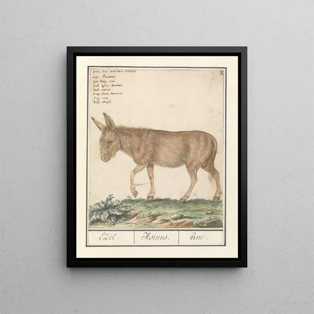 Gemälde Ezel Donkey Cheval africain Ezel Donkey - Anselmus Botius de Boodt | Kunstdruck