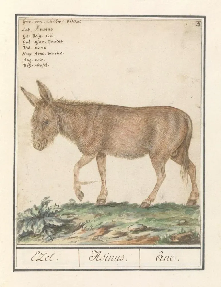 Gemälde Ezel Donkey Cheval africain Ezel Donkey - Anselmus Botius de Boodt | Kunstdruck