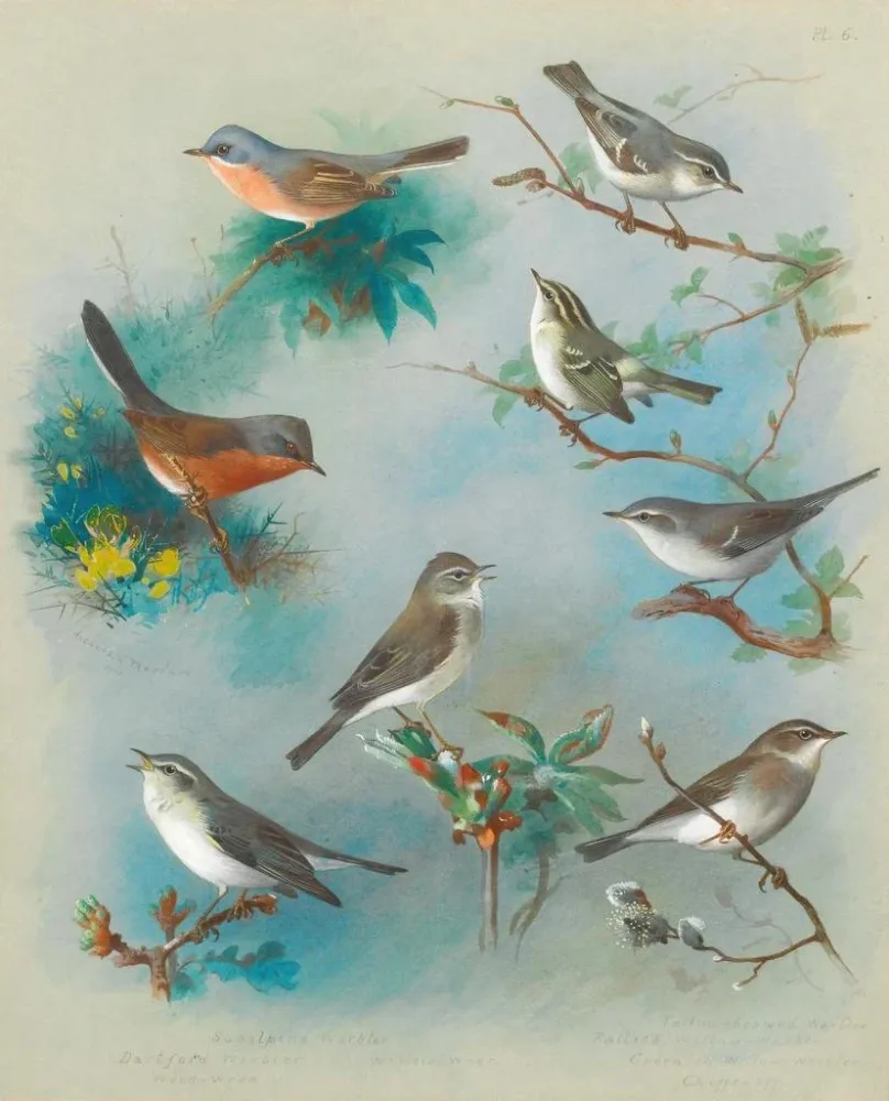 Gemälde Fauvettes und Zaunkönige - Archibald Thorburn | Kunstdruck