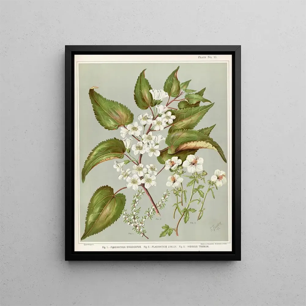 Gemälde Fig 1 Plagianthus divaricatus Fig 2 Plagianthus lyallii Fig 3 Hibiscus trionum - Sarah Featon | Kunstdruck
