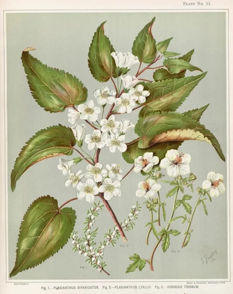 Gemälde Fig 1 Plagianthus divaricatus Fig 2 Plagianthus lyallii Fig 3 Hibiscus trionum - Sarah Featon | Kunstdruck