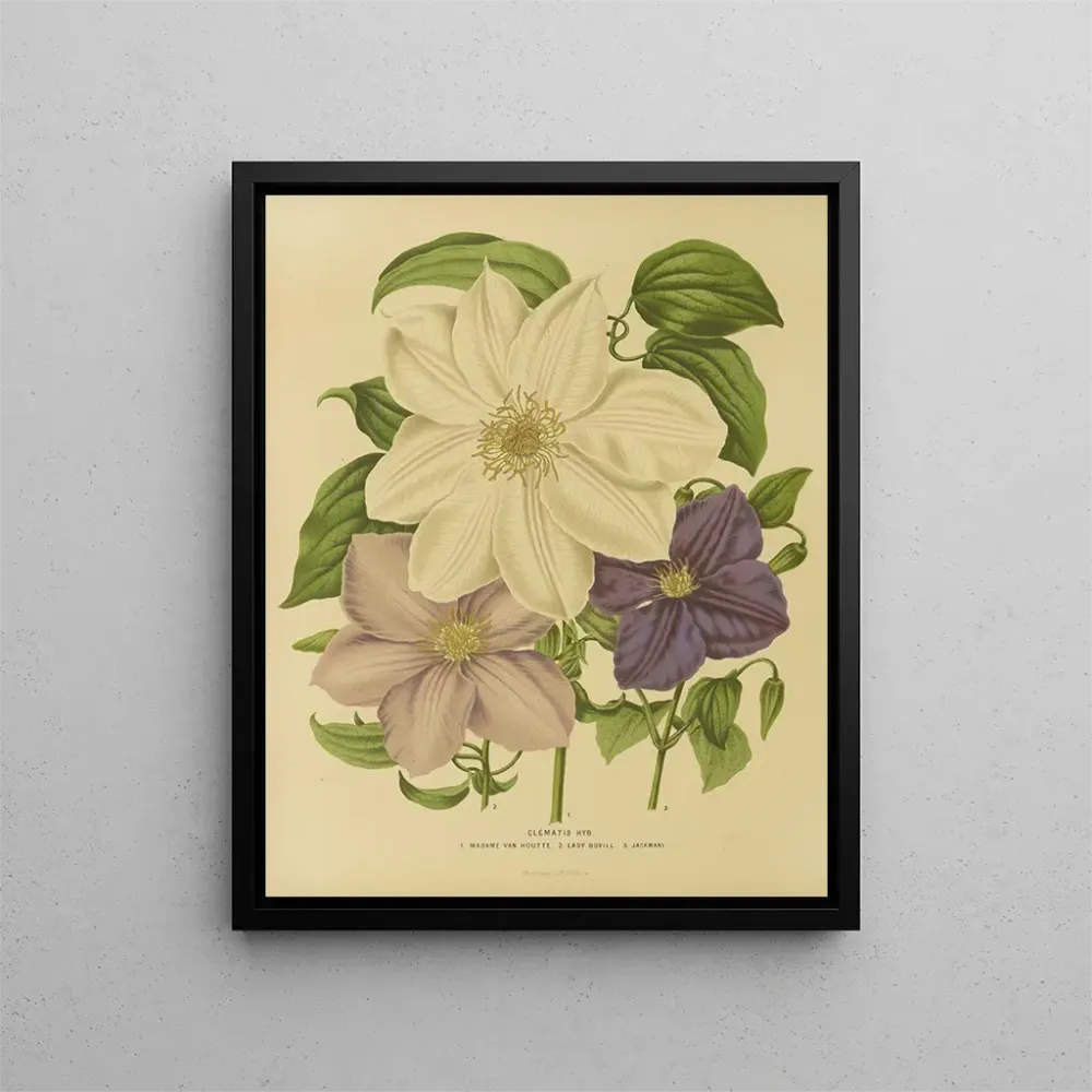 Gemälde Flore hollandaise et Pomone Pl. 12 - Abraham Jacobus Wendel | Kunstdruck