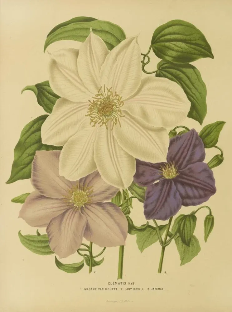 Gemälde Flore hollandaise et Pomone Pl. 12 - Abraham Jacobus Wendel | Kunstdruck