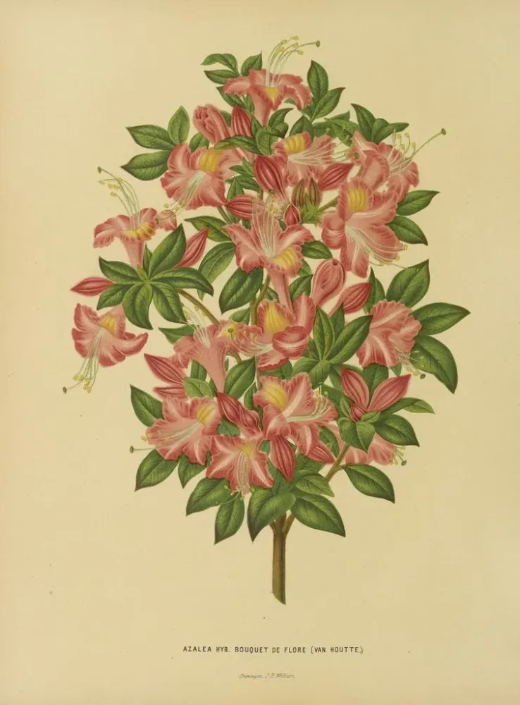Gemälde Flore hollandaise et Pomone Pl. 16 - Abraham Jacobus Wendel | Kunstdruck