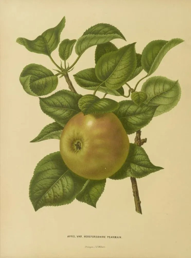 Gemälde Flore hollandaise et Pomone PL23 - Abraham Jacobus Wendel | Kunstdruck