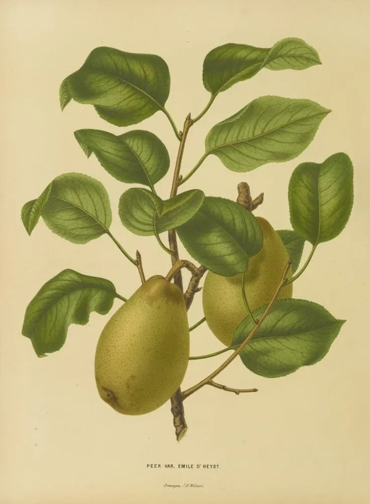 Gemälde Flore hollandaise et Pomone PL25 - Abraham Jacobus Wendel | Kunstdruck