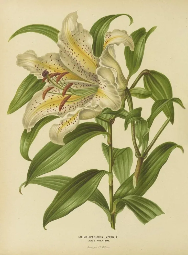 Gemälde Flore hollandaise et Pomone PL30 - Abraham Jacobus Wendel | Kunstdruck