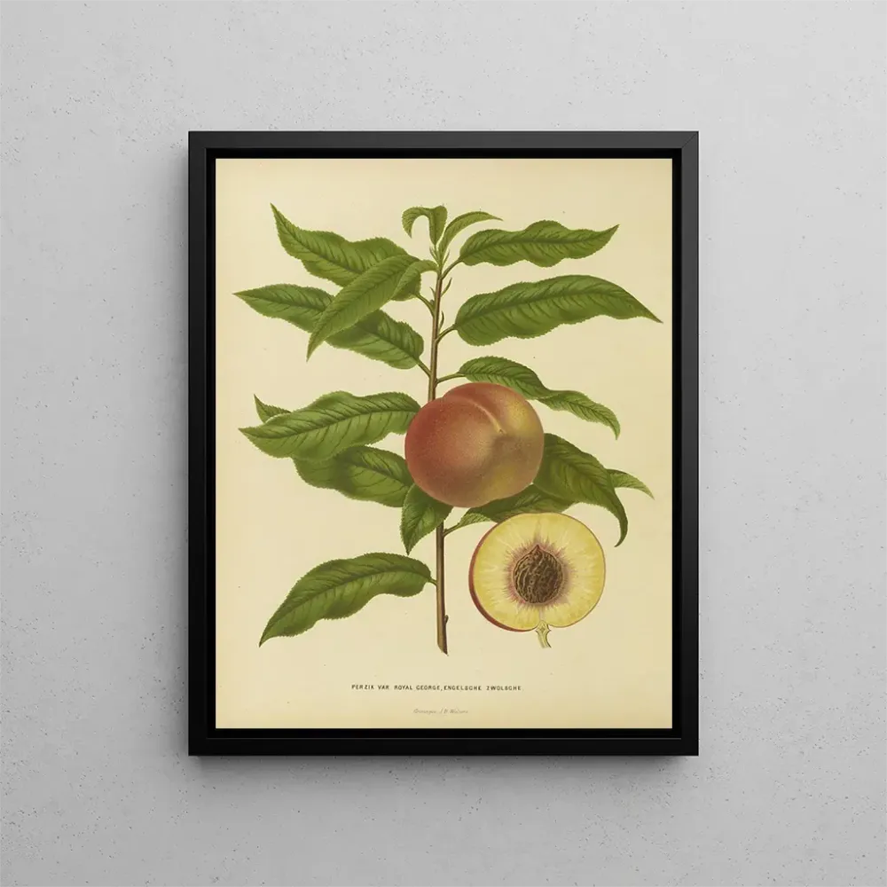 Gemälde Flore hollandaise et Pomone PL32 - Abraham Jacobus Wendel | Kunstdruck