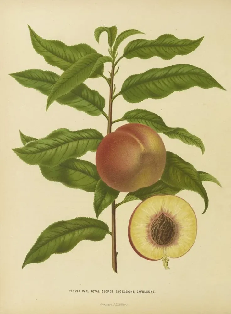 Gemälde Flore hollandaise et Pomone PL32 - Abraham Jacobus Wendel | Kunstdruck