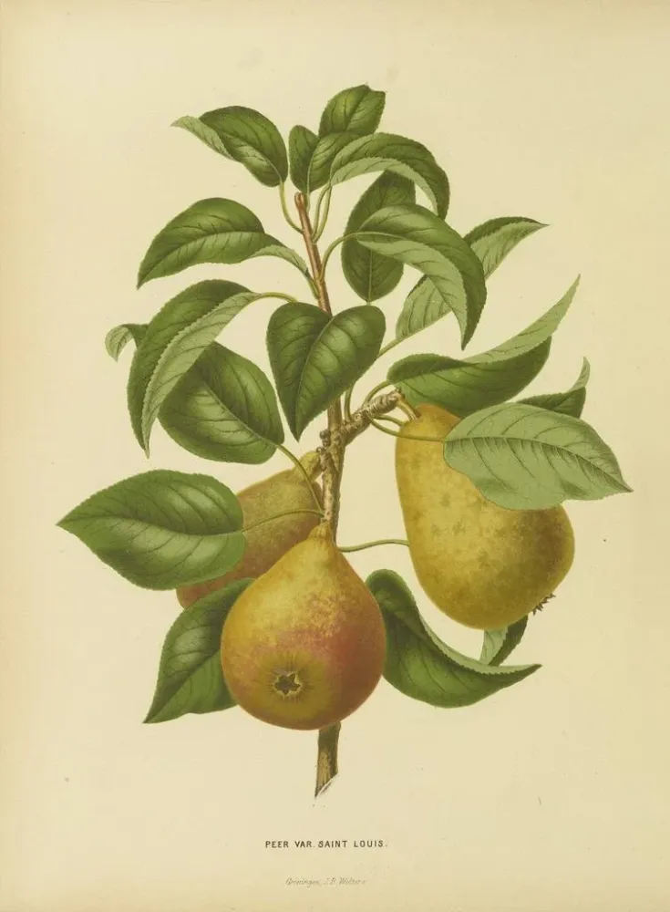 Gemälde Flore hollandaise et Pomone PL33 - Abraham Jacobus Wendel | Kunstdruck