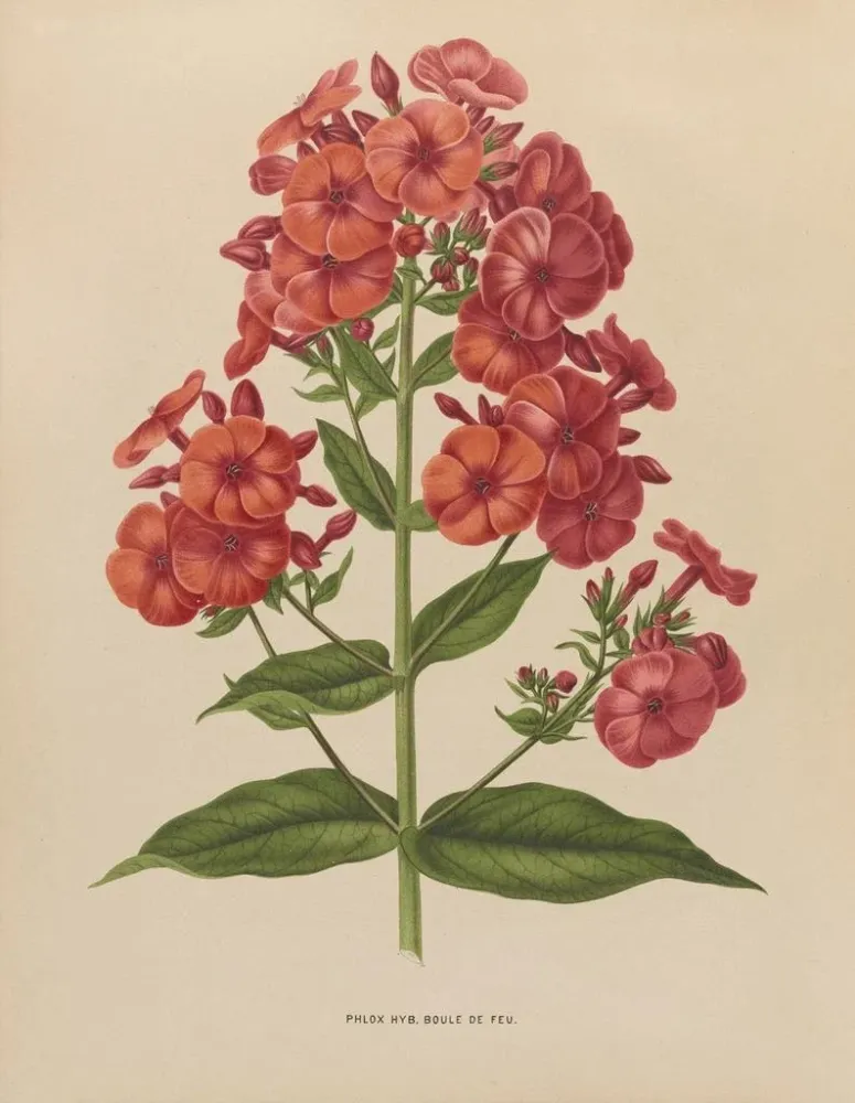 Gemälde Flore hollandaise et Pomone PL39 - Abraham Jacobus Wendel | Kunstdruck