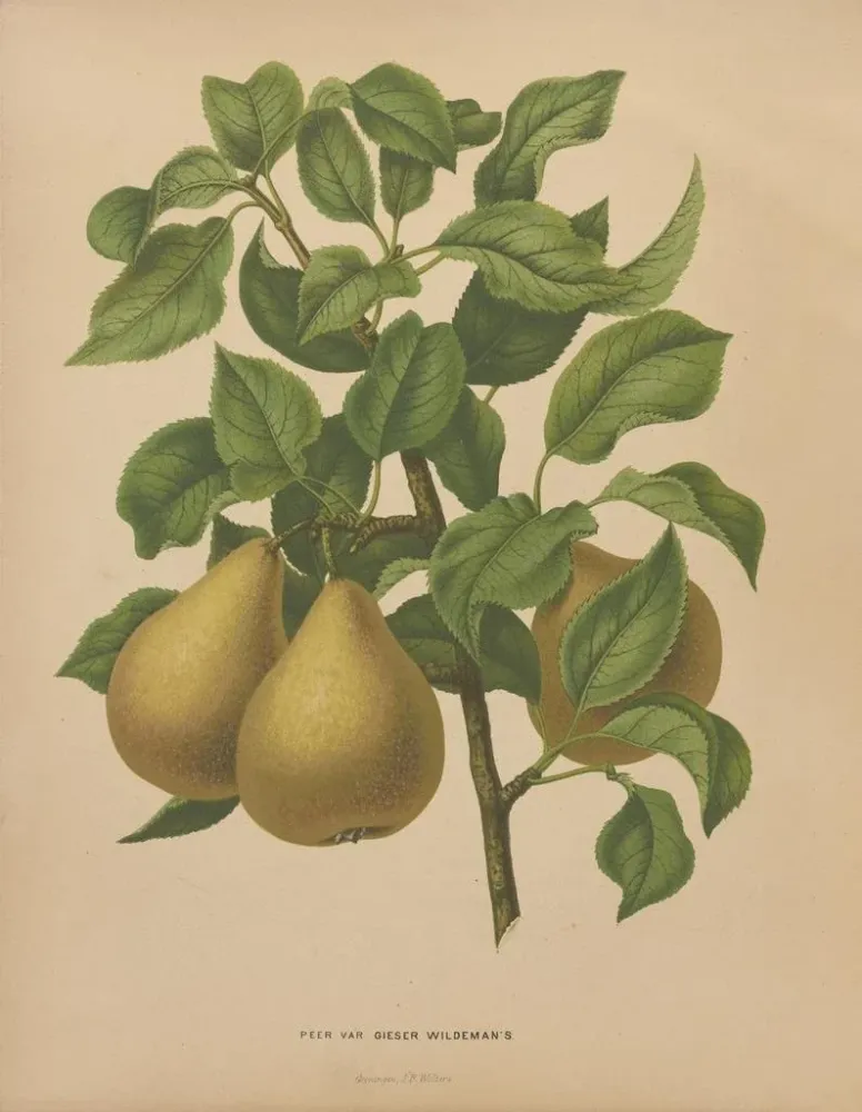 Gemälde Flore hollandaise et Pomone PL51 - Abraham Jacobus Wendel | Kunstdruck