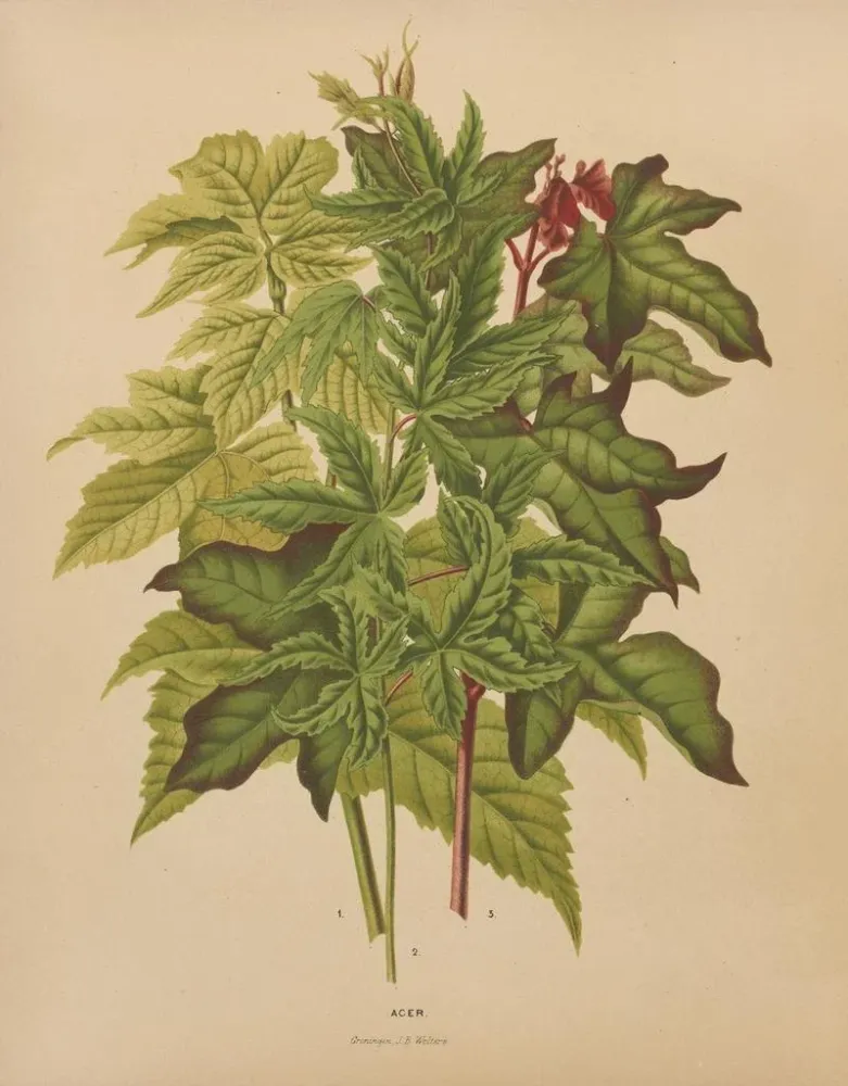 Gemälde Flore hollandaise et Pomone PL53 - Abraham Jacobus Wendel | Kunstdruck