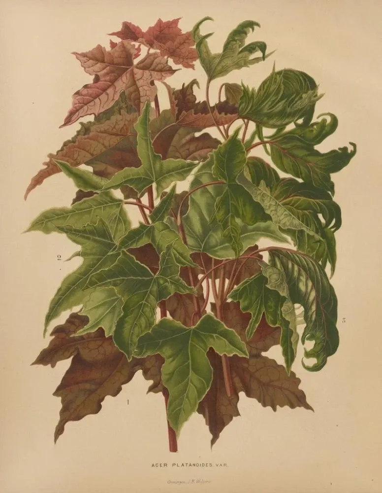 Gemälde Flore hollandaise et Pomone PL58 - Abraham Jacobus Wendel | Kunstdruck