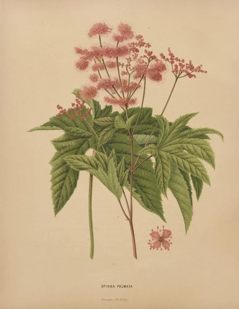 Gemälde Flore hollandaise et Pomone PL62 - Abraham Jacobus Wendel | Kunstdruck