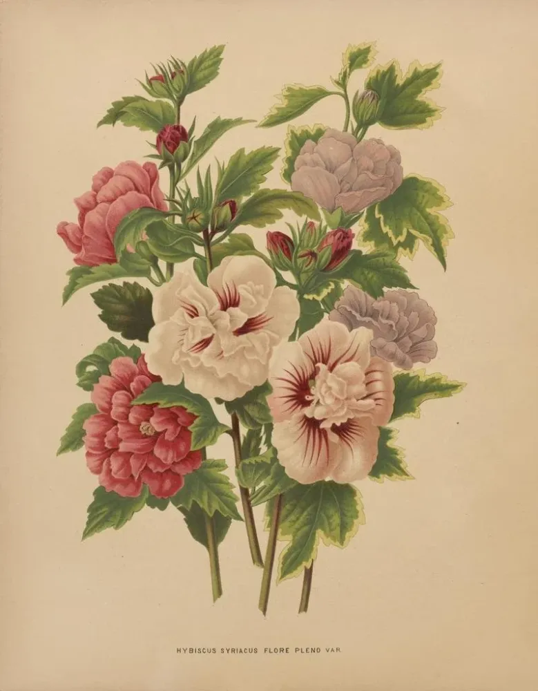 Gemälde Flore hollandaise et Pomone PL66 - Abraham Jacobus Wendel | Kunstdruck