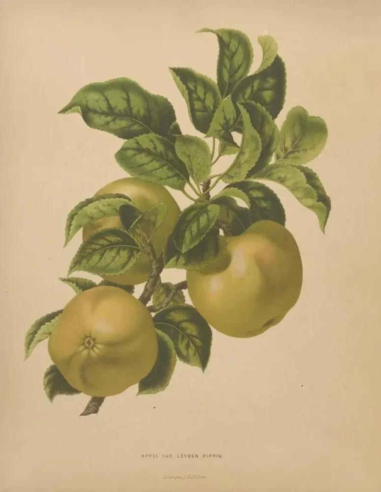Gemälde Flore hollandaise et Pomone PL67 - Abraham Jacobus Wendel | Kunstdruck