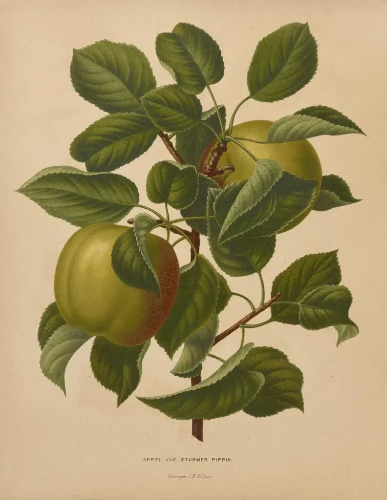 Gemälde Flore hollandaise et Pomone PL71 - Abraham Jacobus Wendel | Kunstdruck